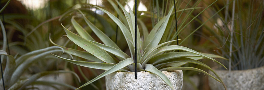 Tillandsia